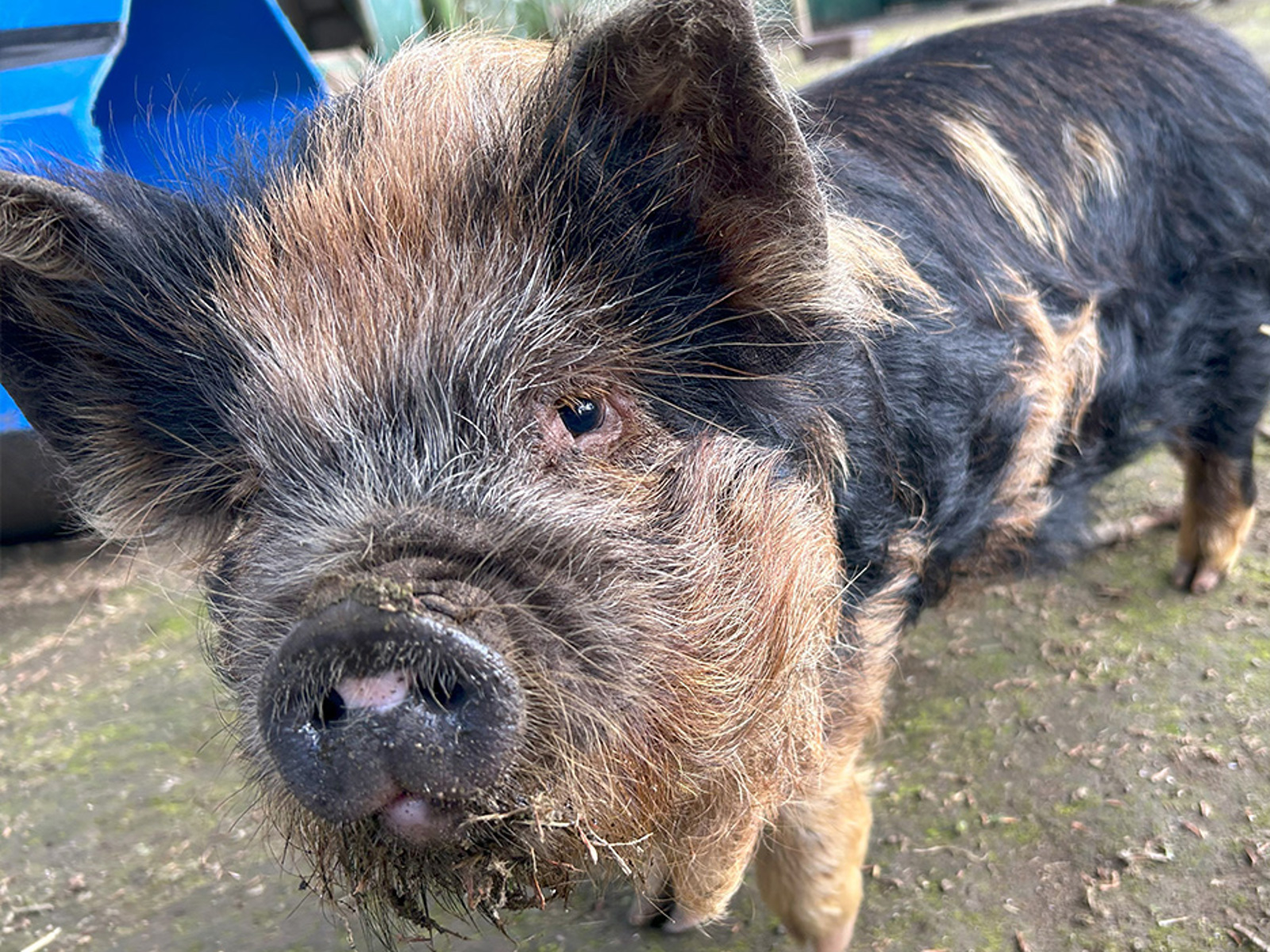 Kune kune pigs. 