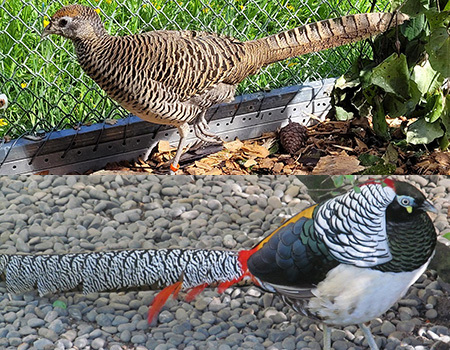 Lady Amherst's Pheasant