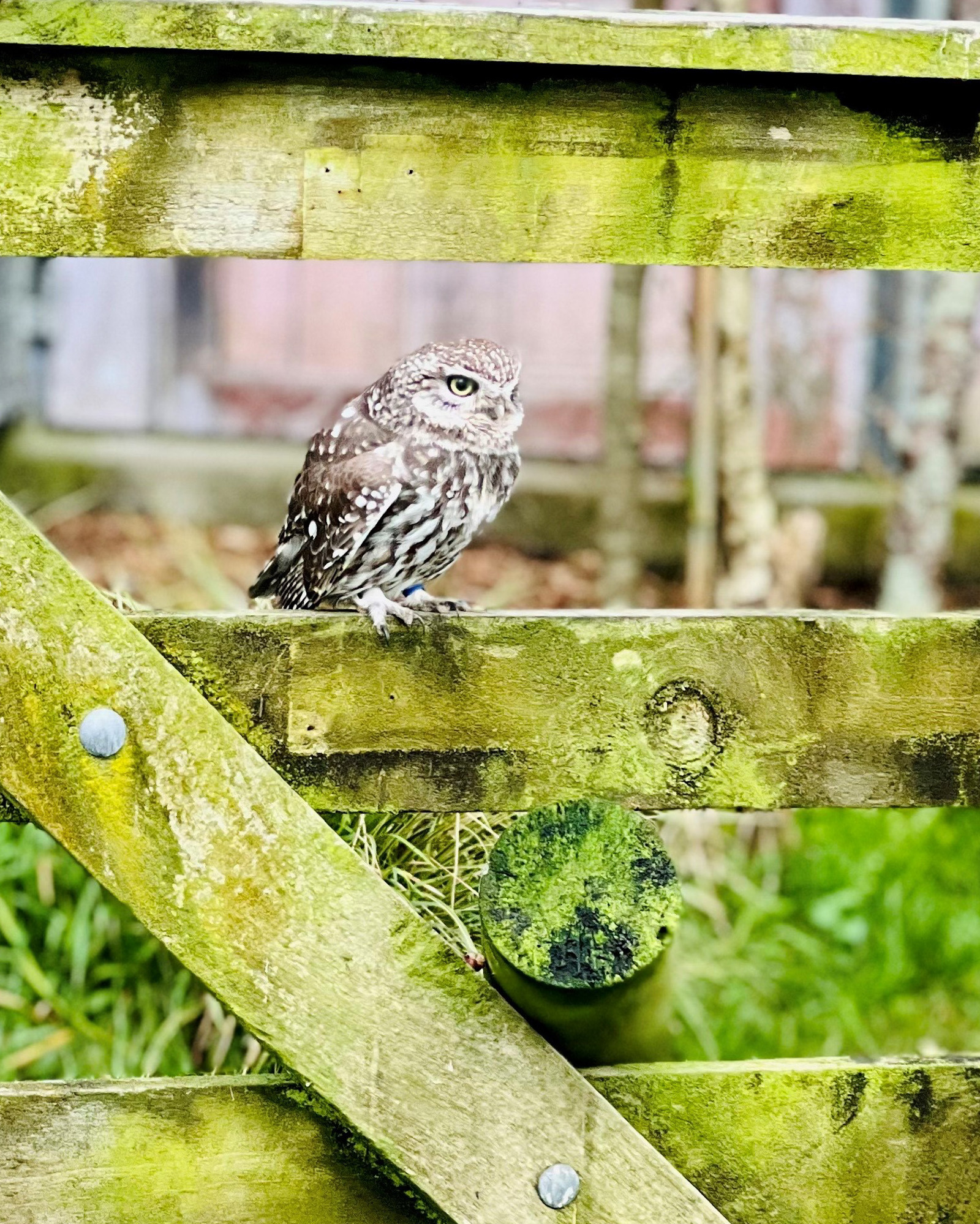 Small owl sitting on a middle rail of a wooden gate